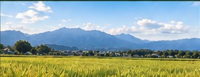 西条の田園風景